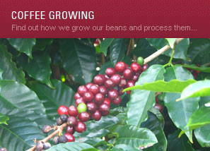 Coffee Production